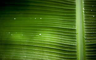 banana leaf HD wallpaper