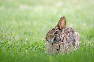 brown rabbit on green grass field during daytime