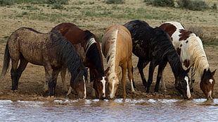 five horses, horse, animals HD wallpaper