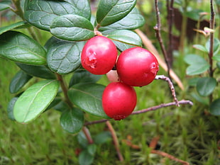 red round fruits on twig during daytime HD wallpaper