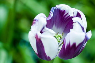white and purple petaled flower with green leaf