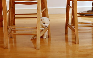 white Pomeranian puppy under the wooden chair on brown wooden flooring