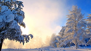 snow-covered trees, nature, snow HD wallpaper