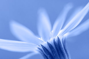 selective focus macro photography of white petaled flower, daisy