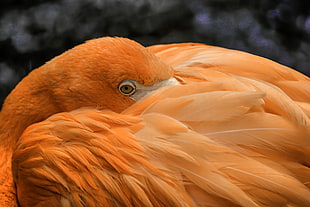 close up photography of orange bird, flamingo