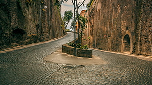 green leafed tree, street, cobblestone, road, Sorrento HD wallpaper