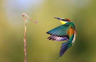 yellow-chested hummingbird, birds, twigs, bee-eaters
