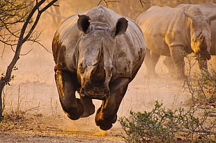 brown rhino animal, rhino, nature, animals HD wallpaper