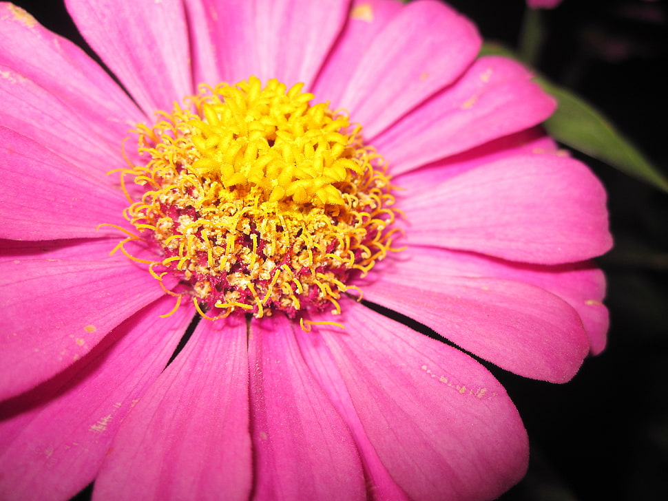 close up photography pink and yellow petaled flower in bloom HD wallpaper