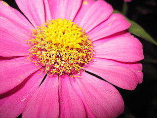 close up photography pink and yellow petaled flower in bloom HD wallpaper