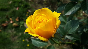 close up photo of yellow Rose flower