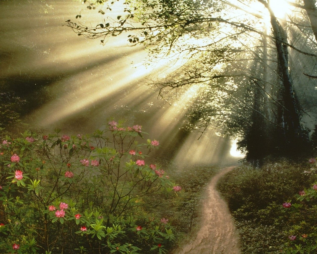 landscape photography of pathway with green grass with crepuscular