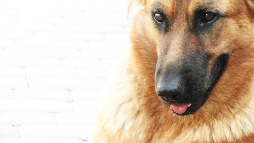 brown short coated dog wallpaper HD wallpaper