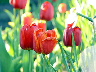 macro photography of orange Tulip flowers during daytime HD wallpaper