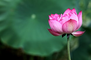 pink petaled flower, lotus