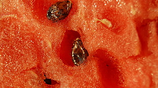 Watermelon,  Seeds,  Red,  Brown