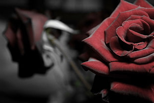 red roses, rose, plants, selective coloring, flowers HD wallpaper