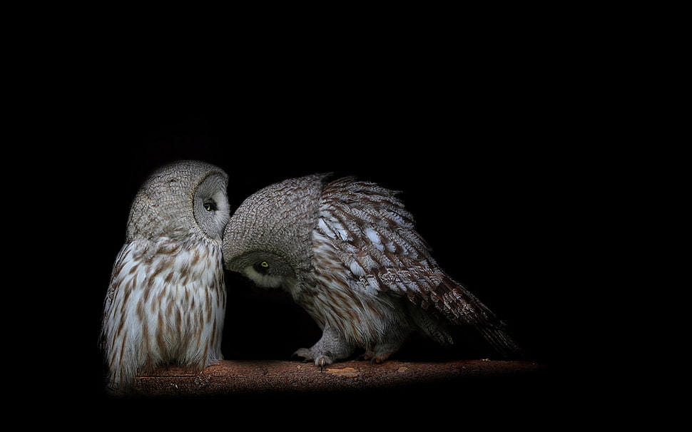 selective focus photo of two owls HD wallpaper