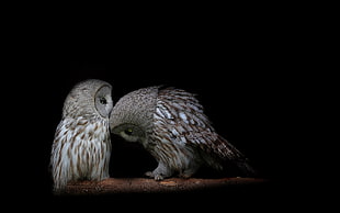selective focus photo of two owls