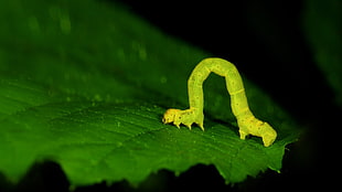 green caterpillar, inch worm, worm, nature, animals HD wallpaper