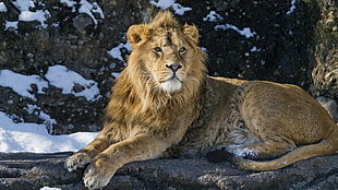 male lion, animals, lion HD wallpaper