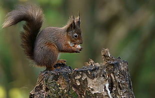brown squirrel eating acorn