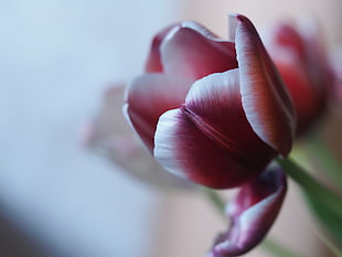 closeup photo of red and white petaled flower