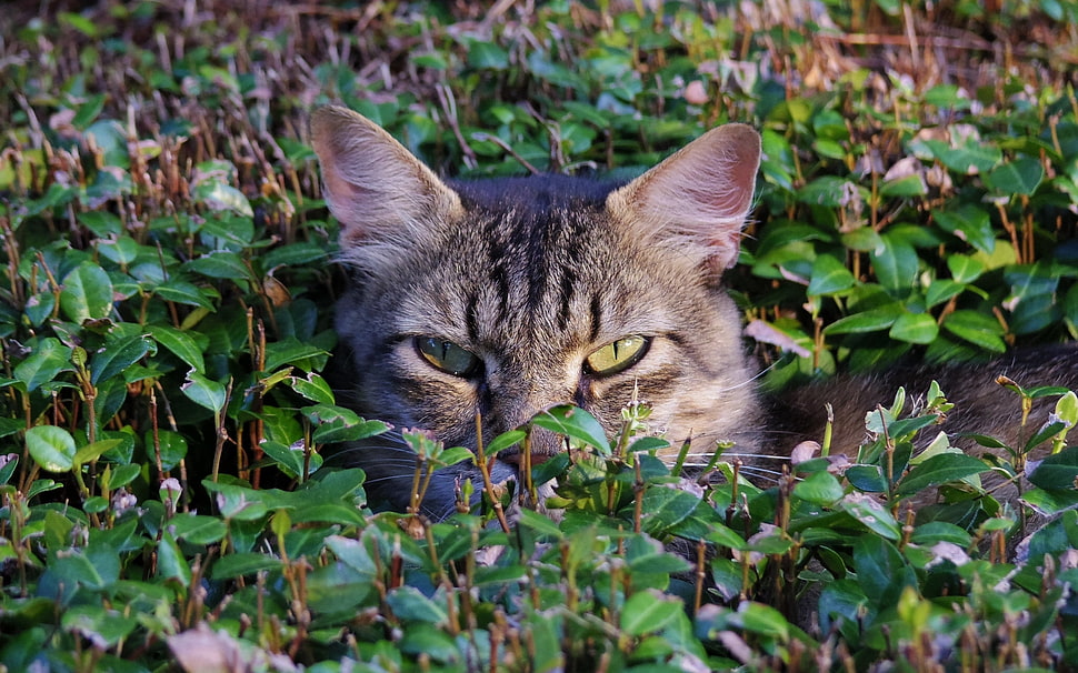 gray tabby cat HD wallpaper