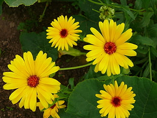 yellow flowers macro photography HD wallpaper