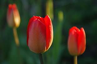 selective focus photography of red Tulip, tulips