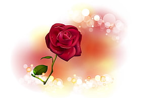 red rose in bloom graphic illustration
