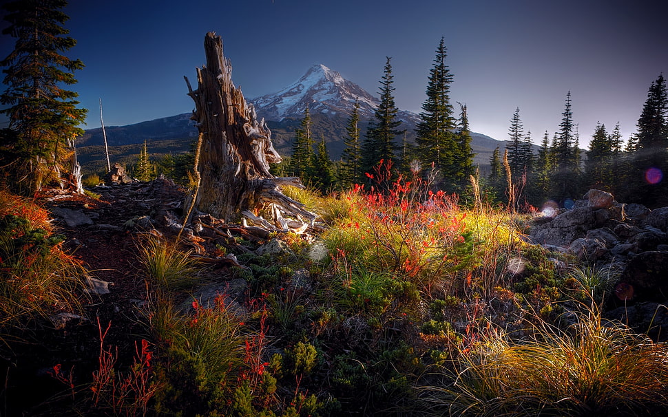 green trees on mountain foot HD wallpaper