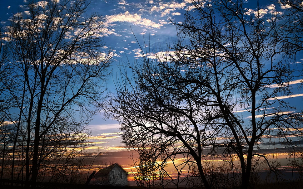 silhouette photo of leafless tree HD wallpaper