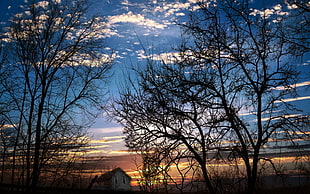 silhouette photo of leafless tree