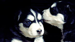 two white and black Siberian husky puppies