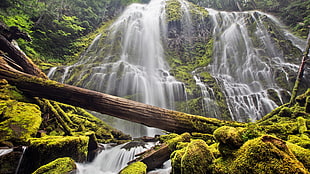 waterfalls and green trees, nature, waterfall, long exposure