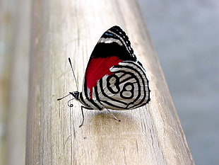 shallow focus photography of black, white, and red moth