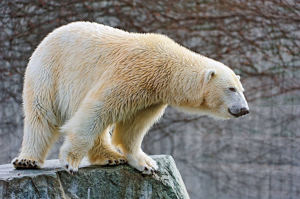polar bear HD wallpaper