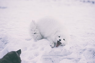 polar bear, Polar fox, Arctic fox, Playful HD wallpaper