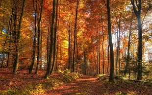 forest trees, fall, forest HD wallpaper