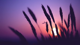 silhouette photo of grass during golden hour, spike , Sun, blurred HD wallpaper