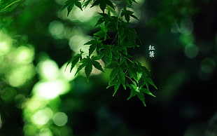 green leaves, plants, typography, leaves