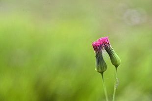 shallow focus photography of pink flower buds