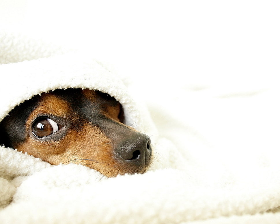 black and tan Mini Pinscher HD wallpaper