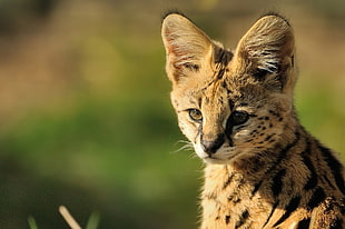 depth of field photo of lynx