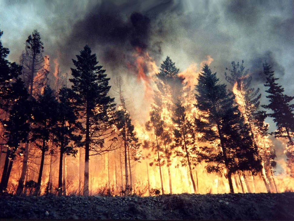 Forest fire photography HD wallpaper