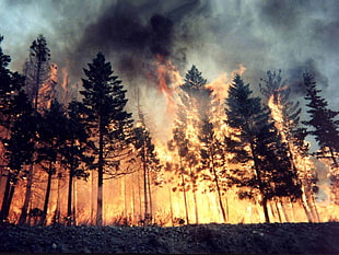 Forest fire photography