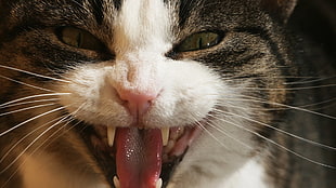 closeup photo of cat smiling