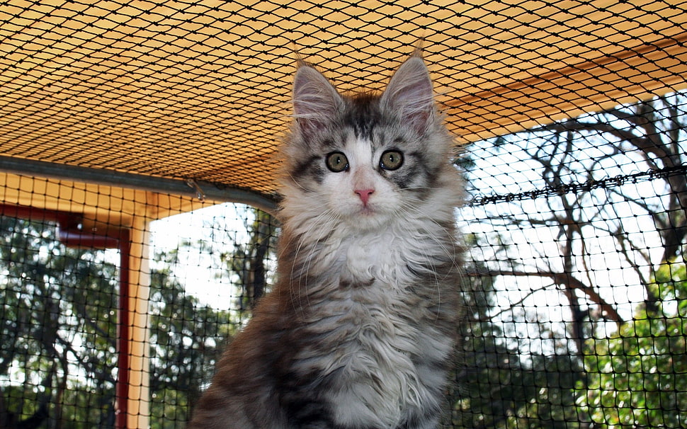 white and gray long-coated cat HD wallpaper