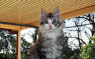 white and gray long-coated cat